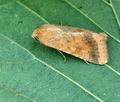 Helicoverpa_armigera_bs6147