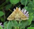 Helicoverpa_armigera_hy5747