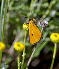 Heliothea_discoidaria_ji0761s