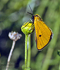 Heliothea_discoidaria_ji0796