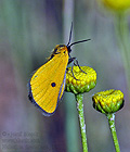 Heliothea_discoidaria_ji0811
