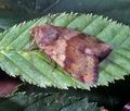 Heliothis_adaucta_331