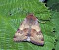 Heliothis_adaucta_ae7372