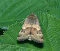 Heliothis_adaucta_ae7374