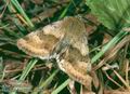 Heliothis_maritima_10688