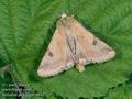 Heliothis_peltigera_10612