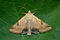 Heliothis_peltigera_ji1311s