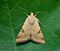 Heliothis_peltigera_ji1345s