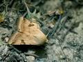 Heliothis_peltigera_ji1535s