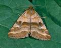 Heliothis_viriplaca_10221