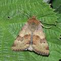 Heliothis_viriplaca_ae7372