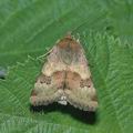 Heliothis_viriplaca_ae7374