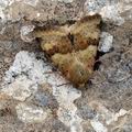 Heliothis_viriplaca_bh0271