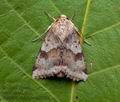 Heliothis_viriplaca_cx8883s