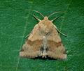 Heliothis_viriplaca_ji1092s