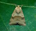 Heliothis_viriplaca_ji1328s