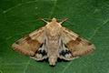 Heliothis_viriplaca_ji1363s