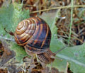Helix_lucorum_al1112