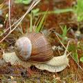 Helix_pomatia_ae9723