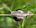 Helix_pomatia_fc4632