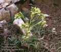 Helleborus_foetidus_8516