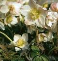 Helleborus_niger_4788