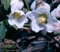 Helleborus_niger_8414