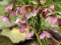 Helleborus_purpurascens_hx1310