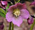 Helleborus_purpurascens_hx1331