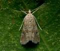 Hellula_undalis_cy6654s