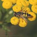 Helophilus_trivittatus_ag0295