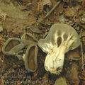 Helvella_acetabulum_ae5997