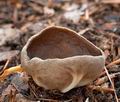 Helvella_acetabulum_cb7242s