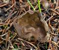 Helvella_confusa_jd8358