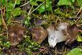 Helvella_confusa_jd8364