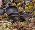 Helvella_corium_bp4036