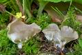 Helvella_costifera_cd0558s