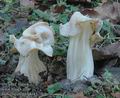 Helvella_crispa_UK:_White_Saddle_DK:_Kruset_foldhat_FI:_valkomörsky_FR:_Helvelle_Crépue_NL:_Witte_kluifzwam_HU:_Fodros_papsapkagomba_DE:_Herbstlorchel_PL:_piestrzyca_kędzierzawa_SK:_Chriapač_kučeravý_CZ:_chřapáč_kadeřavý_SE:_Vit_hattmurkla_NO:_Lys_høstmorkel