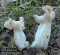 Helvella_crispa_a8350