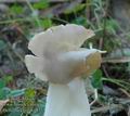 Helvella_crispa_a8353