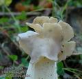 Helvella_crispa_a8354