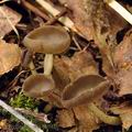 Helvella dissingii bh9426