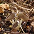 Helvella dissingii bh9445