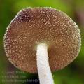 Helvella dissingii bh9446