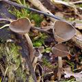 Helvella dissingii bh9493