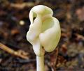 Helvella_elastica_bv2642