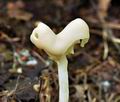 Helvella_elastica_bv2644