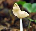 Helvella_elastica_bv2651