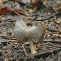 Helvella_ephippium_aj1401