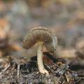 Helvella_ephippium_aj1408